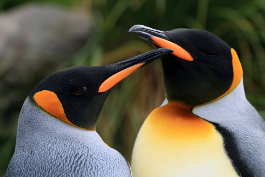 Penguins 3D (IMAX)