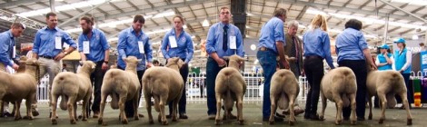 Royal Melbourne Show 2016 (what we did)